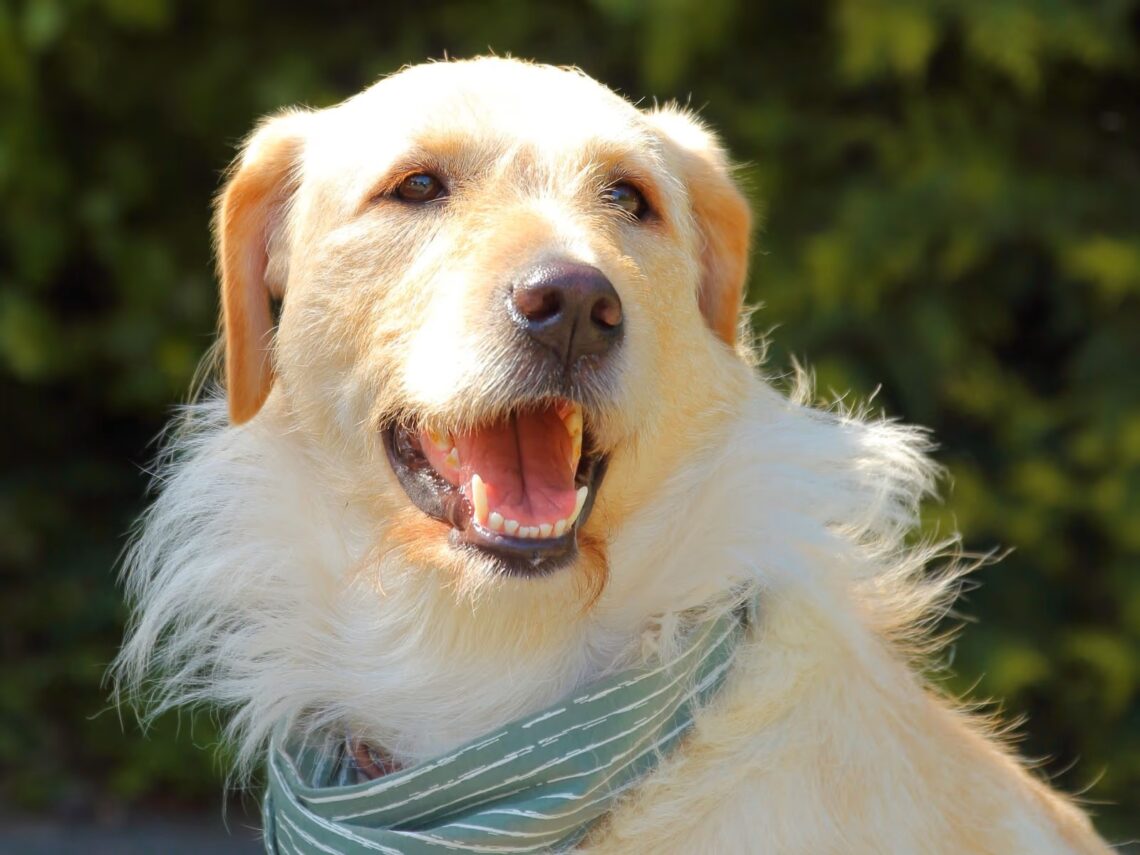 Zola stellt sich vor!